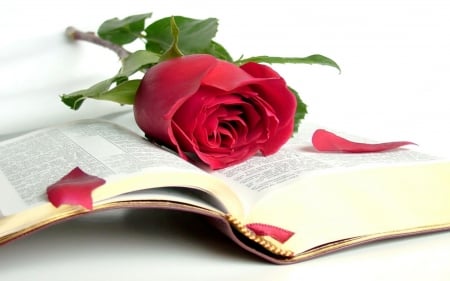 Rose - still life, book, rose, beautiful