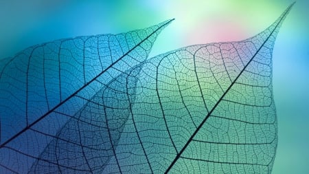 Transparent Leaves - photography, leaves, macro, colorful