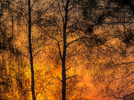 Autumn Forest - night, sunset, fire, forest