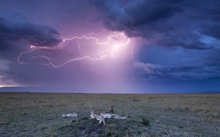 Lightning - storm, lightning, amazing, africa