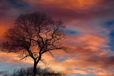 Dramatic Sky - artwork, sky, clouds, dramatic, mystic, weather, trees, nature, colorful