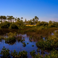 Pine Island
