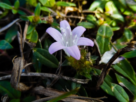 Florida Wildflowers - purple, plant, flowers, leaves, pastel, bloom, lavender, new, nature