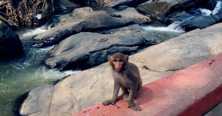 A monkey - stare, ape, waterfall, temple