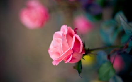 Pink Rose - leaves, blossom, garden, petals