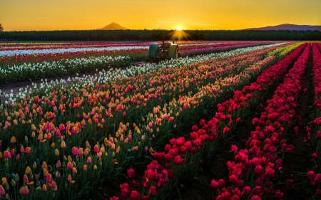 Sunset oner the tulips field - field, sky, tulips, sunset