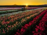 Sunset oner the tulips field