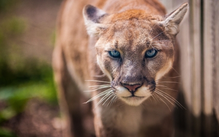 Mountain lion - puma, cat, mountain lion, red, blue eyes, animal