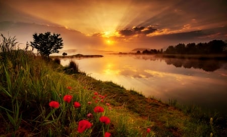 Misty river at sunset - morning, sky, reflection, river, beautiful, sunset, mist, wildflowers