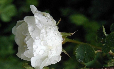 Pure White Rose - white, nature, roses, beautiful, flowers