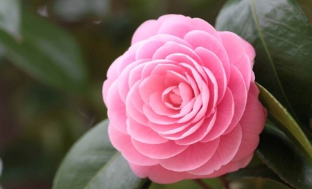 Delicate Pink Camellia