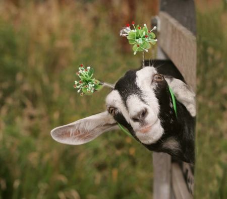 I know your type - goat, animal, funny, photography, farm, rural