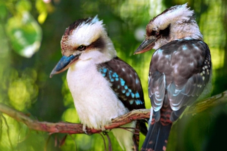 Laughing Kookaburras - birds, beautiful, kookaburra, pattern, animals, australia