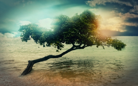 leaning tree - beach, tree, ocean, water