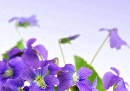 Violets - toporasi, white, flower, purple, spring, violet, green