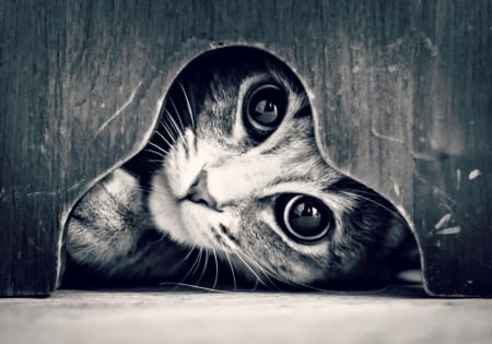 Hello! You're there? - cat, heart, bw, funny, black, wood, white, animal, cute