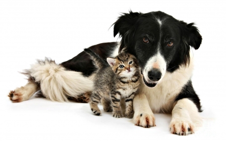 Friends - dog, cat, black, white, animal, kitten, border collie, cute, puppy, couple