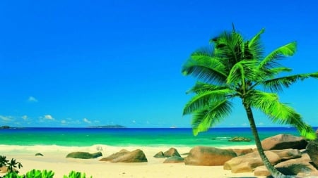 Dreamy Beach - summer, stones, palm, sea