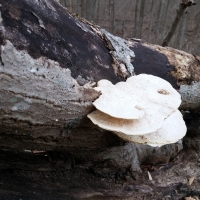 Fungus on a Fallen Tree