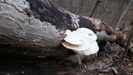 Fungus on a Fallen Tree - fungus, beauty, autumn, nature, fall, woods, forest, log, tree