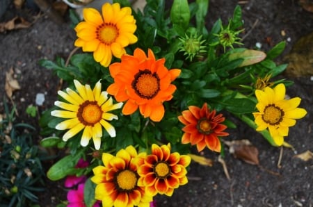 Colorful Gazania - blossoms, red, garden, petals, yellow