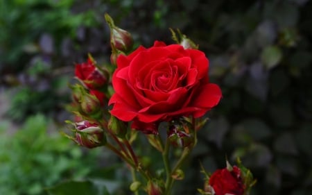 Dark Red - buds, petals, blossom, rose, garden