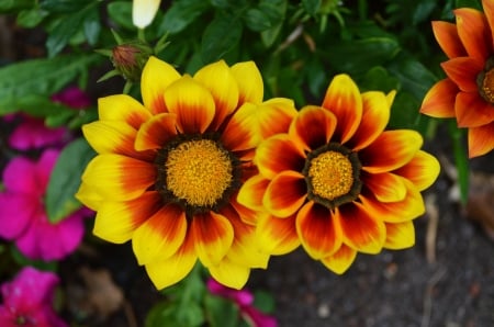 Gazania - buds, yellow, blossoms, red, petals, garden