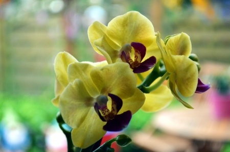 Orchid - blossoms, petals, plant, yellow, exotic