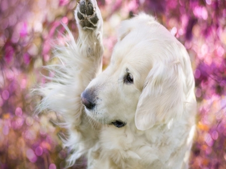 Play Time - dog, paw up, sweet, playing