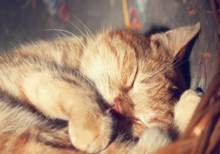 Cuddle Time - sleeping, sweet, cute, cat