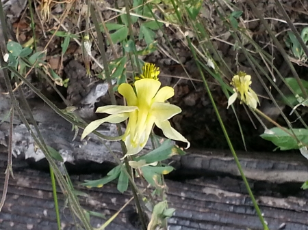 Columbine - columbine, Yellowstone, flower, photography