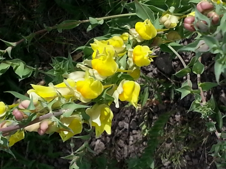 Butter and Eggs - flowers, yellow, yellowstone, butter and eggs