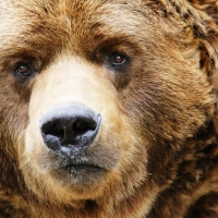 brown bear