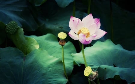 beautiful pink lotus - water, lotus, lily, flower