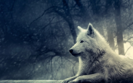 night of the wolf - canine, wolf, tree, dog