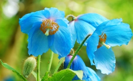 Flowers - blue poppies - poppies, Flowers, blue, leaves