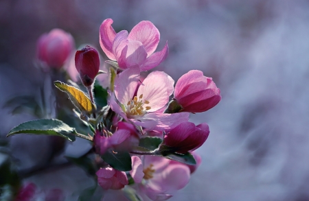 Flowering tree fruit - flowering, tree, spring, fruit