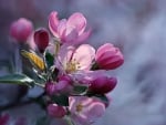 Flowering tree fruit