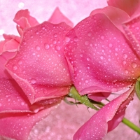 Roses background