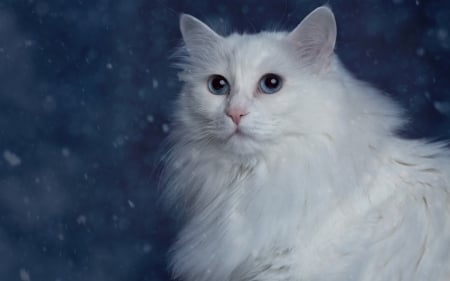 Cat - white, turkish angora, cat, blue, winter, animal, snowflakes