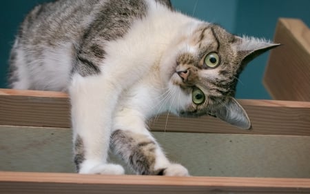 Cat - stairs, white, cat, blue, animal, funny, cute