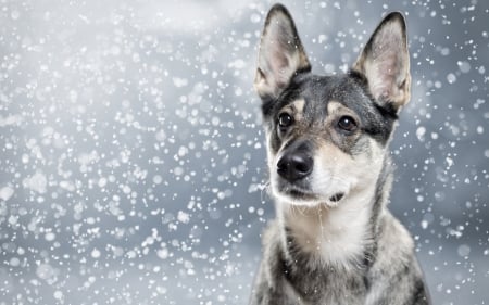 Dog - white, puppy, dog, blue, winter, animal, snowflakes