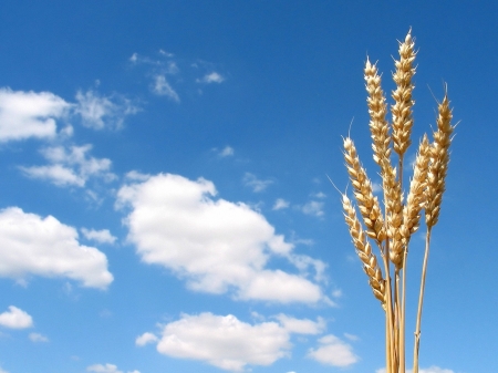 Summer - sky, cloud, blue, summer, ear of wheat