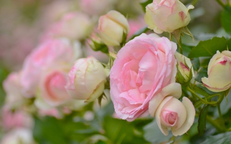 Roses - soft, pink, green, summer, rose, flower