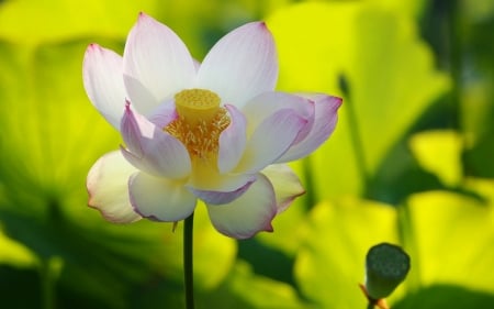 Lotus - lotus, flower, pink, lily, yellow, green