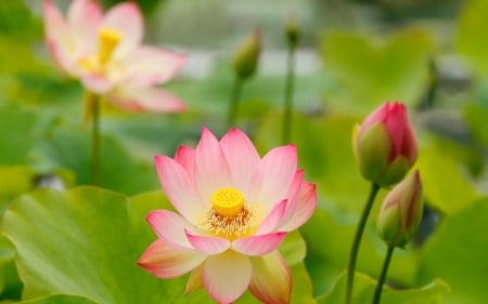 Lotus - lotus, flower, pink, lily, green