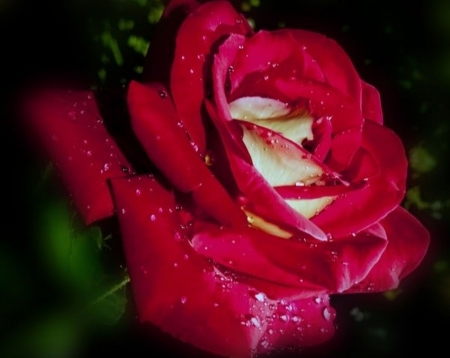 Rose - flowers, photo, red, rose