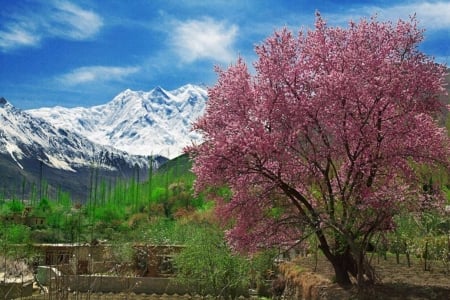 Pink Tree - tree, pink, nature, mountain