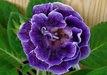 Flowers - one, purple, flower, beautiful