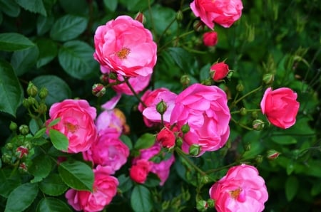 Pink Roses - buds, blossoms, petals, leaves, garden